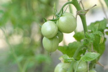 green tomatoes growing in a greenhouse