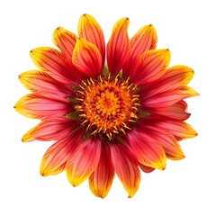 Red Gaillardia Isolated on White Background. Beautiful Gaillardia Flower