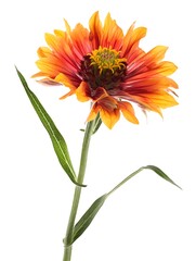 Red Gaillardia Isolated on White Background. Beautiful Gaillardia Flower