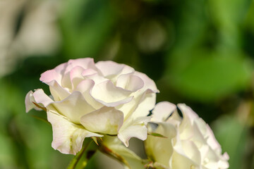 白いバラの優雅な佇まい