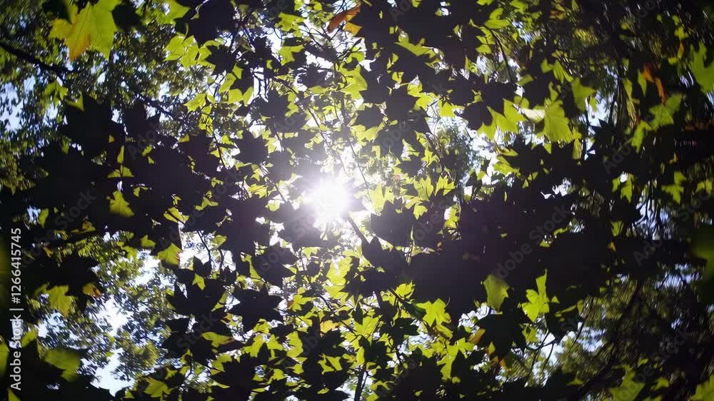 Poster sunlight filtering through green maple leaves, vibrant nature background. serenity and tranquility c