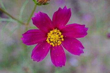 Obraz premium 濃いピンクのコスモスの花