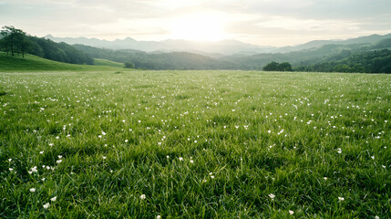 Sunrise over mountain meadow, white flowers, tranquil landscape, nature background, idyllic scene
