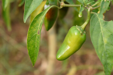fresh green chili on plant closeup, chili plants in organic farming, Chilies closeup in field, Green chili plant in a farmer's field, Ripe green chili on a plant in Chakwal, Punjab, Pakistan