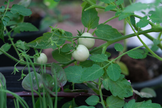 Green tomato growing in a garden organic vegetables