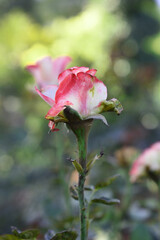 Beautiful pink white rose flower closeup in garden, A very beautiful pink white yellow rose flower bloomed on the rose tree, Rose flower closeup, bloom flowers, Natural spring flower floral background