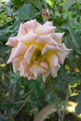 Beautiful pink white rose flower closeup in garden, A very beautiful pink white yellow rose flower bloomed on the rose tree, Rose flower closeup, bloom flowers, Natural spring flower floral background