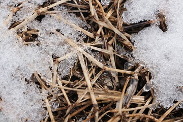雪解けの頃