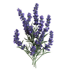 Obraz premium Isolated Bunch of Purple Flowers with Green Leaves on a Transparent Background for Arts and Crafts Projects