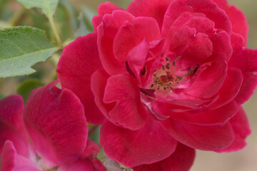 Fototapeta premium Beautiful red rose flower closeup in garden, A very beautiful red rose flower bloomed on the rose tree, Rose flower closeup, bloom flowers, Natural spring flower, Natural floral background,