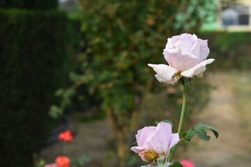 Beautiful lady pink rose flower closeup in garden, A very beautiful lady pink rose flower bloomed on the rose tree, Rose flower closeup, bloom flowers, Natural spring flower, natural floral background