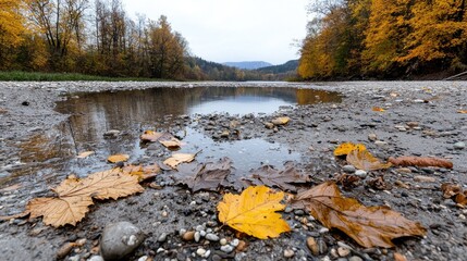 Obraz premium Autumn riverbank, low water, fallen leaves, forest background, nature scene