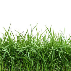Fototapeta premium grass Advertisement isolated on white background full depth of field 