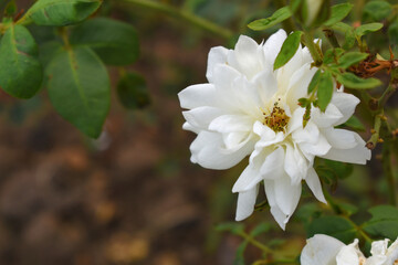 Beautiful white rose flower closeup in garden, A very beautiful white rose flower bloomed on the rose tree, Rose flower closeup, bloom flowers, Natural spring flower, Natural floral background, 