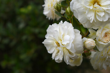 Beautiful white rose flower closeup in garden, A very beautiful white rose flower bloomed on the rose tree, Rose flower closeup, bloom flowers, Natural spring flower, Natural floral background, 
