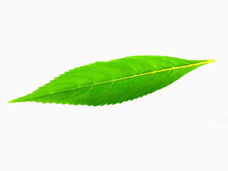 Close-up of foliage for project materials about nature