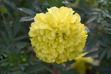 Yellow marigold flower blossom in garden, Yellow Mari Gold flowers for decorate garden, Close up of beautiful Yellow marigold flower. Nature, Marigold flowers bloom in the morning, Marigold