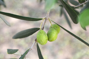 unripe green olives on tree closeup, Olive-tree branch with unripe green olives, olive tree plantation during harvest, unripe green olives on the tree with green leaves, Chakwal, Punjab, Pakistan