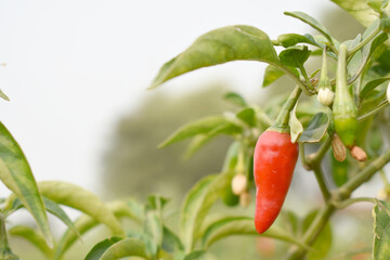 fresh red chili vegetable on plant closeup, chili plants in organic farming, Chilies closeup in field, red chili plant in a farmer's field, Ripe red chili on a plant in Chakwal, Punjab, Pakistan