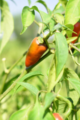 fresh red chili vegetable on plant closeup, chili plants in organic farming, Chilies closeup in field, red chili plant in a farmer's field, Ripe red chili on a plant in Chakwal, Punjab, Pakistan