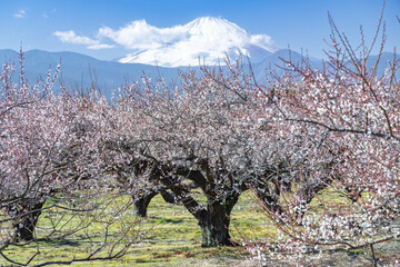 早春の梅林から富士山を望む