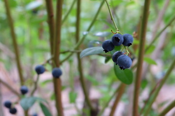 Blueberries growing on a bush in a blueberry farm