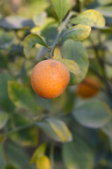 ripe small little oranges on tree in garden, close-up of a beautiful orange tree with green oranges, fruit hanging on a plant in garden, Close-up of small little ripe oranges hanging on a tree closeup