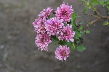 Beautiful Pink red chrysanthemum flowers closeup in the winter garden, Closeup of Chrysanthemum flower, Field of the Pink red Chrysanthemum, Beautiful Pink red flower blooming in nature.