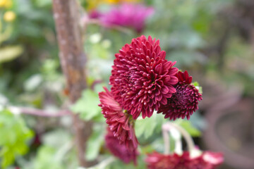 Beautiful Maroon chrysanthemum flowers closeup in the winter garden, Closeup of Chrysanthemum flower, Field of the Maroon Chrysanthemum, Beautiful Maroon flower blooming in nature.