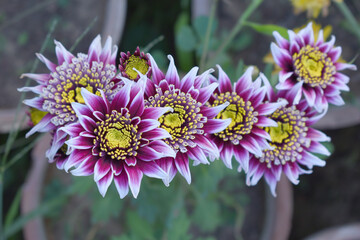 Obraz premium Beautiful White Purple chrysanthemum flowers closeup in the winter garden, Closeup of Chrysanthemum flower, Field of the White purple Chrysanthemum, Beautiful White purple flower blooming in nature.