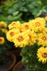 Beautiful Yellow red chrysanthemum flowers closeup in the winter garden, Closeup of Chrysanthemum flower, Field of the Yellow red Chrysanthemum, Beautiful Yellow red flower blooming in nature.