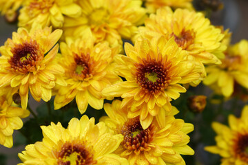 Beautiful Yellow red chrysanthemum flowers closeup in the winter garden, Closeup of Chrysanthemum flower, Field of the Yellow red Chrysanthemum, Beautiful Yellow red flower blooming in nature.
