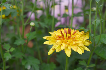 Beautiful Yellow red chrysanthemum flowers closeup in the winter garden, Closeup of Chrysanthemum flower, Field of the Yellow red Chrysanthemum, Beautiful Yellow red flower blooming in nature.