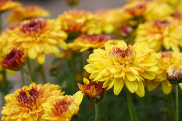 Beautiful Yellow red chrysanthemum flowers closeup in the winter garden, Closeup of Chrysanthemum flower, Field of the Yellow red Chrysanthemum, Beautiful Yellow red flower blooming in nature.