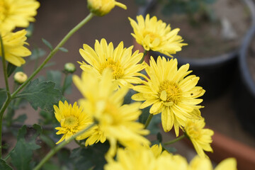 Beautiful Yellow chrysanthemum flowers closeup in the winter garden, Closeup of Chrysanthemum flower, Field of the Yellow Chrysanthemum, Beautiful Yellow flower blooming in nature.