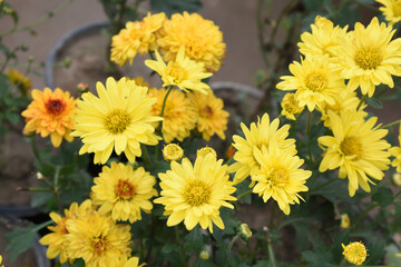 Beautiful Yellow chrysanthemum flowers closeup in the winter garden, Closeup of Chrysanthemum flower, Field of the Yellow Chrysanthemum, Beautiful Yellow flower blooming in nature.