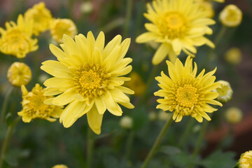 Beautiful Yellow chrysanthemum flowers closeup in the winter garden, Closeup of Chrysanthemum flower, Field of the Yellow Chrysanthemum, Beautiful Yellow flower blooming in nature.