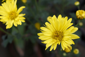 Beautiful Yellow chrysanthemum flowers closeup in the winter garden, Closeup of Chrysanthemum flower, Field of the Yellow Chrysanthemum, Beautiful Yellow flower blooming in nature.