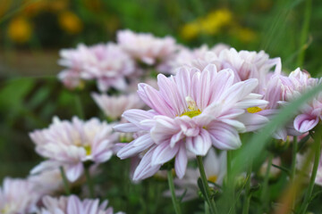 Obraz premium Beautiful Pink chrysanthemum flowers closeup in the winter garden, Closeup of Chrysanthemum flower, Field of the Pink Chrysanthemum, Beautiful Pink flower blooming in nature.