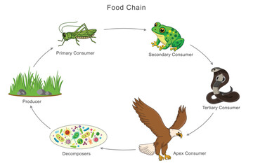 A food chain illustrates energy transfer from producers to consumers, showing the balance of nature