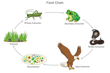 The food chain shows energy flow from grass to eagle step by step, starting with grass, then grasshopper, frog, snake, and finally the eagle as the top predator in the ecosystem.