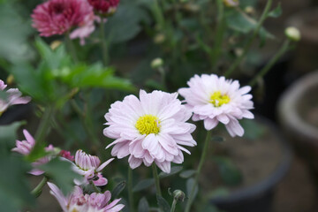Obraz premium Beautiful Pink red chrysanthemum flowers closeup in the winter garden, Closeup of Chrysanthemum flower, Field of the Pink red Chrysanthemum, Beautiful Pink red flower blooming in nature.