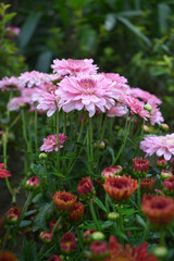 Beautiful Pink red chrysanthemum flowers closeup in the winter garden, Closeup of Chrysanthemum flower, Field of the Pink red Chrysanthemum, Beautiful Pink red flower blooming in nature.