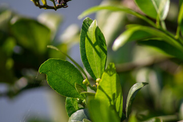 green leaves and blue sky