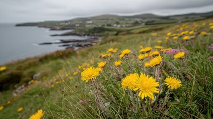 Fototapeta premium Yellow wildflowers bloom on a grassy green hillside overlooking a rugged coastline and ocean under an overcast sky.