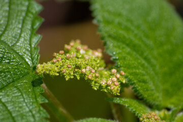 close up photo of wild grass flower