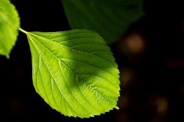 photo of bright green wild plant leaves