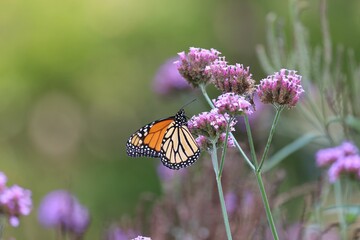 Monarch butterfly on pink flowers in a garden.