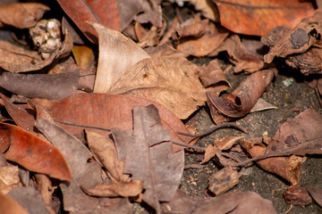 photo of pile of scattered leaves with dominant brown color