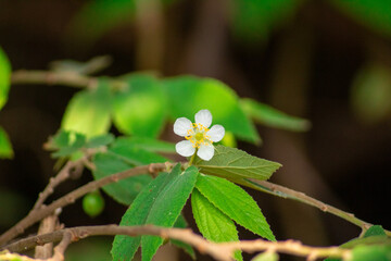 photo of typical Indonesian tree flower bright white